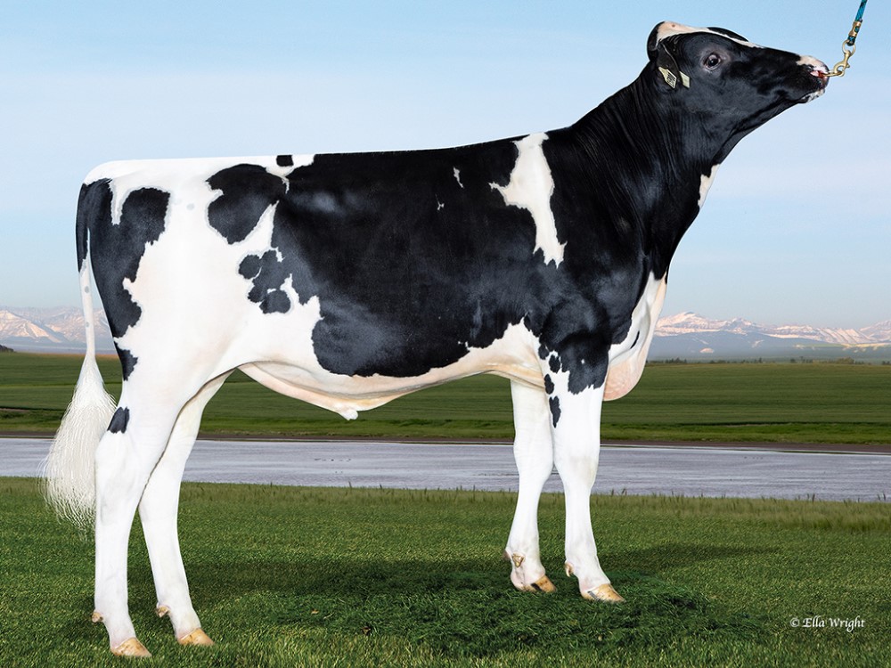 A bull standing in a field